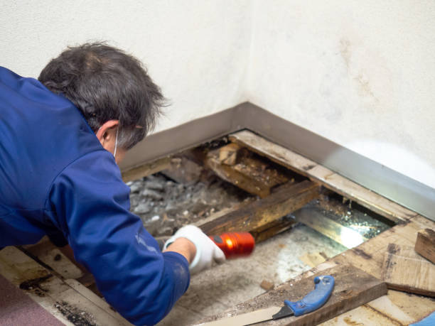 Best Affordable Mold Removal  in Robinson, IL