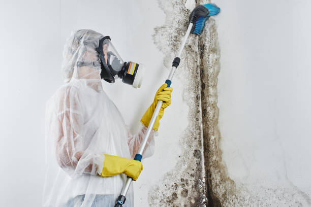 Best Mold Remediation  in Robinson, IL