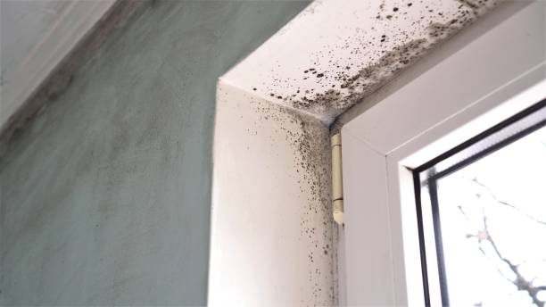 Trusted Robinson, IL Mold Removal Experts