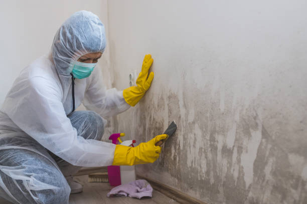 Mold Removal and Inspection in Robinson, IL