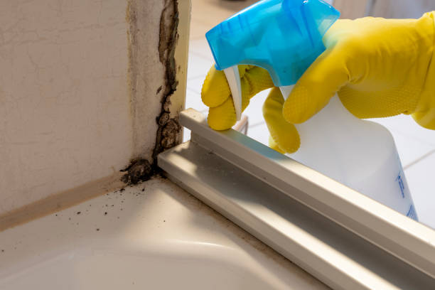Best Local Mold Removal Service  in Robinson, IL
