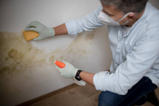 Best Mold Damage Repair  in Robinson, IL