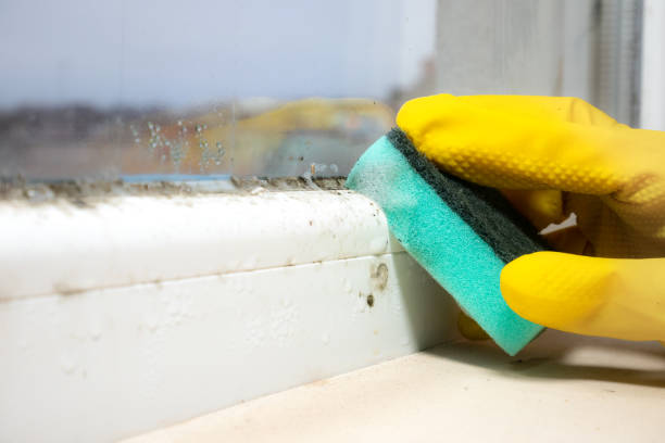 Best Fast Mold Removal  in Robinson, IL