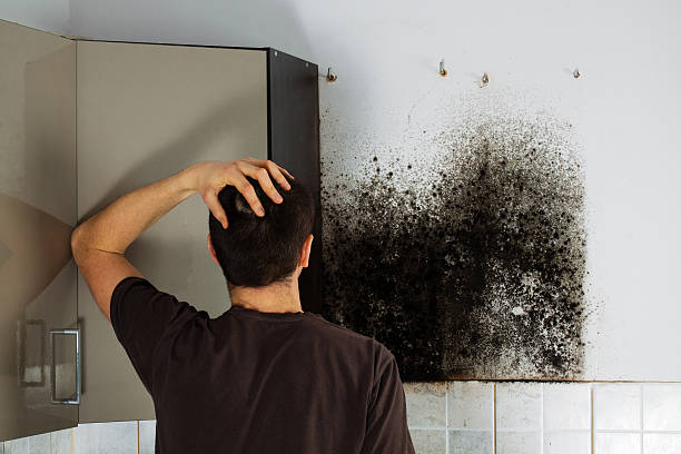 Best Professional Mold Removal  in Robinson, IL