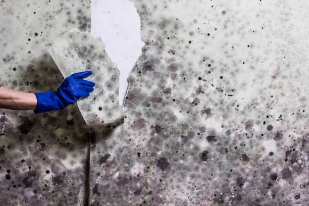 Best Mold Removal Company Near Me  in Robinson, IL