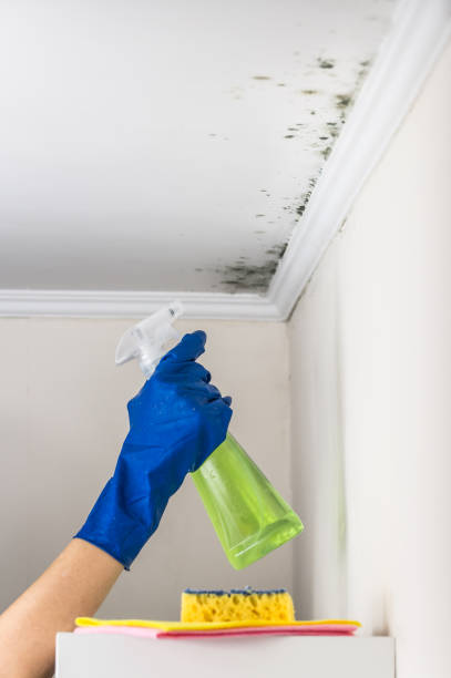Best Mold Testing  in Robinson, IL