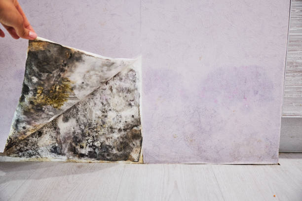 Home Mold Removal in Robinson, IL